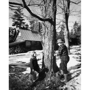 Black and white photo shows a large tree being tapped by a man wearing a brimmed hat, flannel shirt, jeans, and rainboots. To his left, a young person watches and holds a bucket. A house in the background.