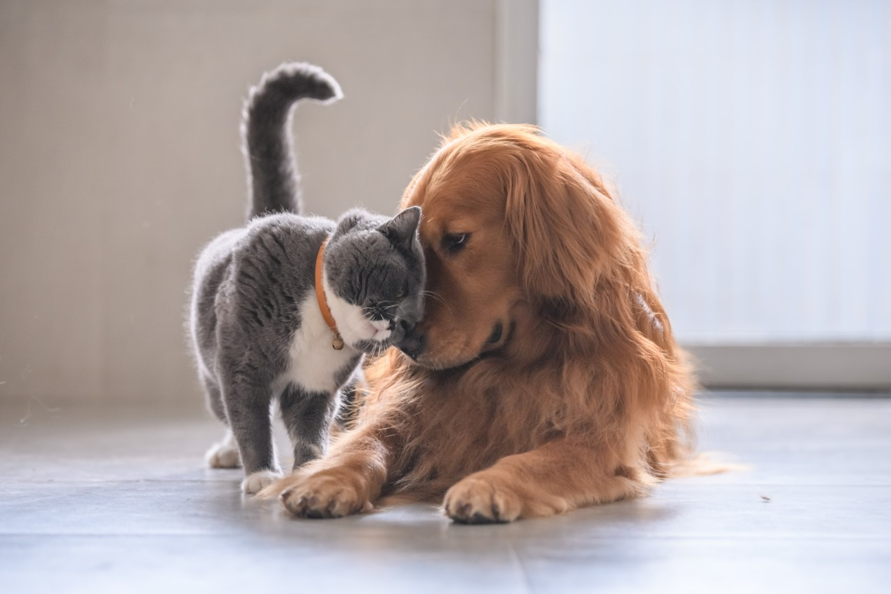 Photo of a gray and white cat nuzzling a golden re