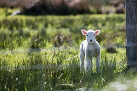 Photo shows a baby lamp standing in the grass, looking right at the camera.