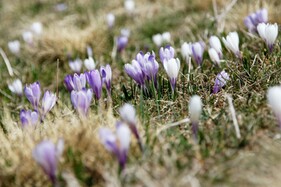 Photo of crocuses opening up among a patch of grass.